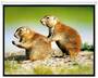 Brateck PSBC100 Manual Projector Screen